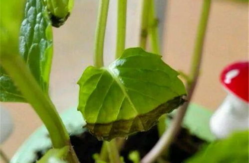 通過養(yǎng)花作者明白的道理是什么