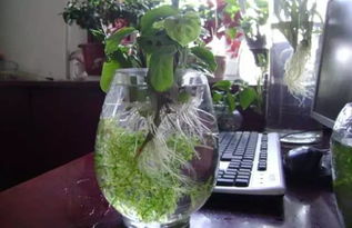 自己不會養(yǎng)花能開花店嗎