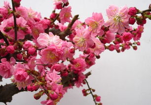 養(yǎng)花怎樣催蕾