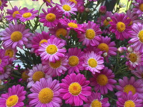 人養(yǎng)花的下一句是什么