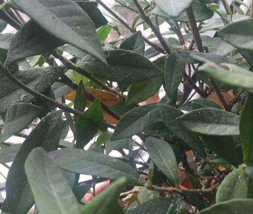 家里養(yǎng)花小黑蟲子