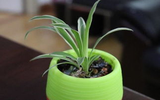 養(yǎng)花有小白蟲怎么辦6