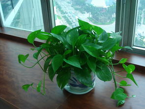 綠蘿盆里的土能養(yǎng)花嗎