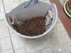 把紅棗放到花盆里養(yǎng)花可以嗎