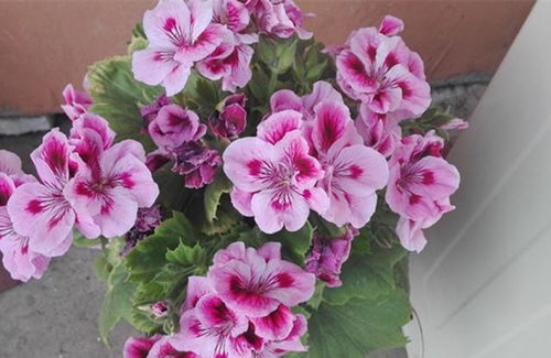 襄陽市種植養(yǎng)花的地方