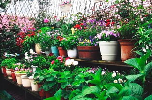 養(yǎng)花與愛花的關(guān)系