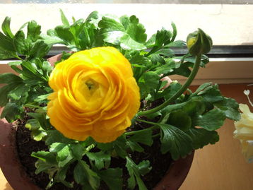 家庭養(yǎng)花用什么液肥好