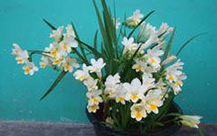 生活中的養(yǎng)花樂趣作文