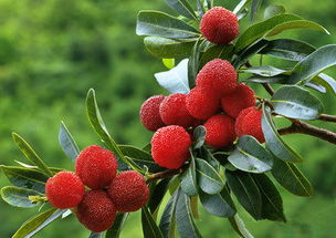 創(chuàng)新創(chuàng)業(yè)楊梅事件