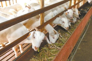 大學(xué)生創(chuàng)新創(chuàng)業(yè)養(yǎng)老計劃書,創(chuàng)新創(chuàng)業(yè)茶館計劃書,創(chuàng)新創(chuàng)業(yè)企業(yè)計劃書