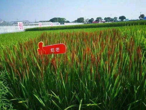 水稻,浙大,創(chuàng)業(yè)項(xiàng)目,彩色