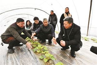 鄉(xiāng)鎮(zhèn)農(nóng)業(yè)科技人員創(chuàng)新創(chuàng)業(yè)機制