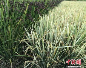 水稻渠成彩色水稻浙大創(chuàng)新創(chuàng)業(yè)項(xiàng)目