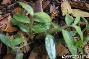 石斛,鐵皮,創(chuàng)新,創(chuàng)業(yè)