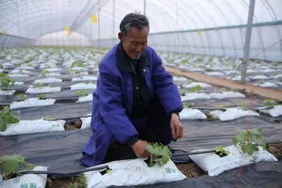 農(nóng)民,創(chuàng)新,基地,創(chuàng)業(yè)