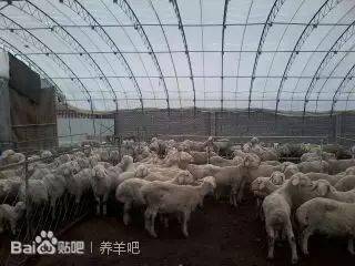 創(chuàng)新創(chuàng)業(yè)養(yǎng)羊計劃書