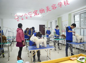 創(chuàng)新創(chuàng)業(yè)開寵物店的作業(yè)