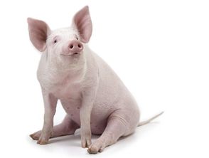 養(yǎng)豬創(chuàng)新創(chuàng)業(yè)