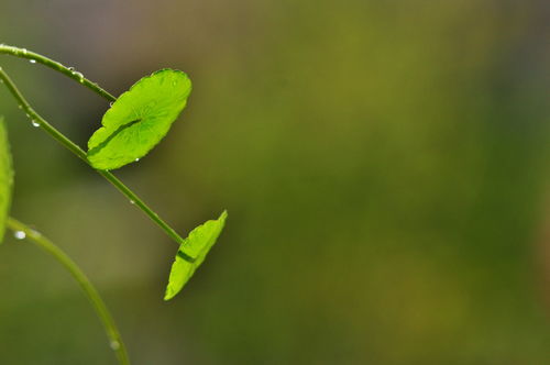 雨露,土壤,生態(tài),創(chuàng)新