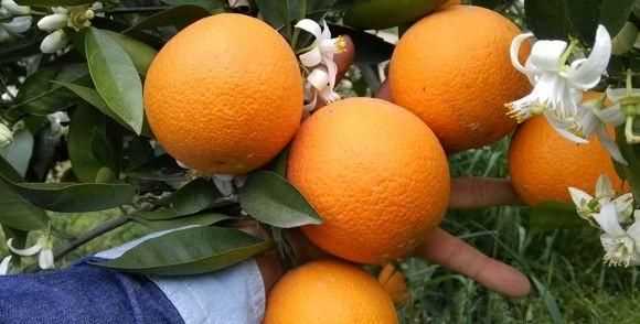 橘子怎么保存，小橘子怎么保存時間長？圖4