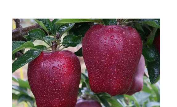 花牛蘋果是蛇果,花牛蘋果和蛇果圖2