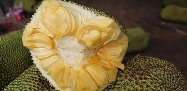 波羅蜜中的絲可以吃,波蘿密里的核能吃嗎圖2