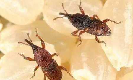 小米生白色蠕蟲(chóng)還能吃,小米生黑色蟲(chóng)了還能吃么圖1