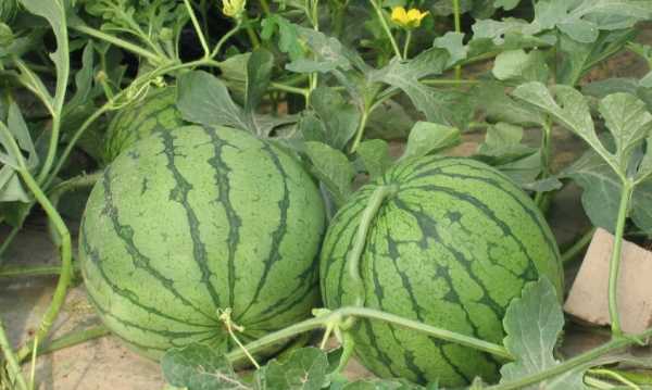 西瓜切開多久不能吃,夏天切開的西瓜常溫下可以放多久圖2