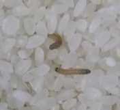 米有米蟲(chóng)該怎么辦,大米里面發(fā)現(xiàn)了米蟲(chóng)怎么辦圖1