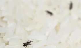 米有米蟲(chóng)該怎么辦,大米里面發(fā)現(xiàn)了米蟲(chóng)怎么辦圖2