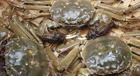 如何挑選大閘蟹，怎樣選大閘蟹？圖3