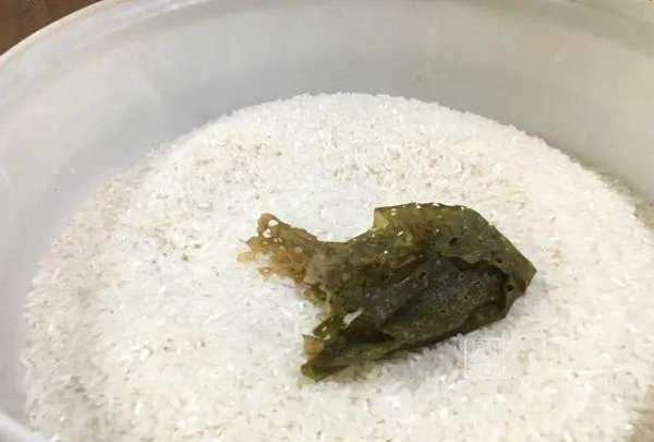 米有米蟲(chóng)該怎么辦,大米里面發(fā)現(xiàn)了米蟲(chóng)怎么辦圖5