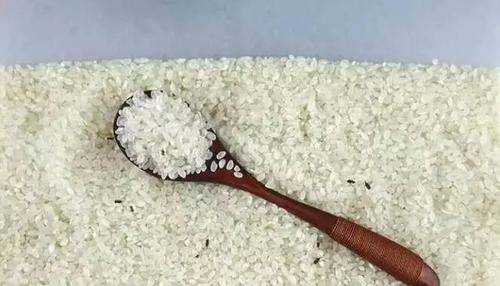 米有米蟲(chóng)該怎么辦,大米里面發(fā)現(xiàn)了米蟲(chóng)怎么辦圖8