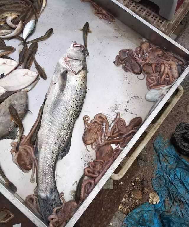 八爪魚(yú)的哪些部位不能吃，八爪魚(yú)怎么吃好吃？哪里不能吃？圖2