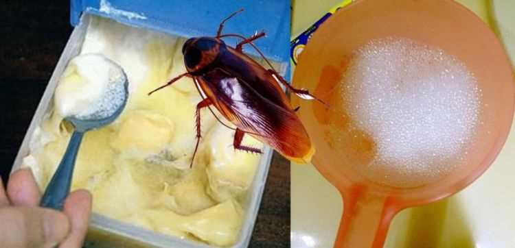 洗衣粉真的可以消滅蟑螂嗎