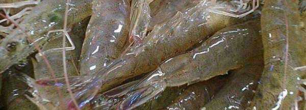 磷蝦為什么不能吃,南極磷蝦為什么不能吃圖1