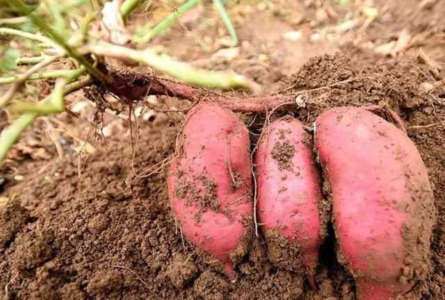 紅薯削皮后怎么過夜，紅薯切開后怎么存放？圖3