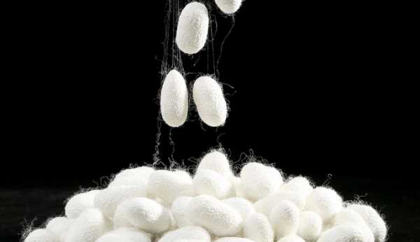 桑蠶絲衣服縮水,桑蠶絲衣服水洗會縮水嗎圖1