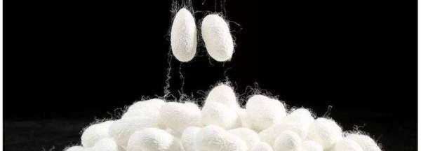 桑蠶絲衣服縮水,桑蠶絲衣服水洗會縮水嗎圖2