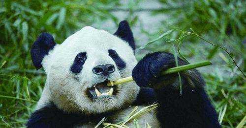 牙齒自修復(fù)是哪個(gè)動(dòng)物,中國(guó)科學(xué)院金屬研究所發(fā)現(xiàn)什么的牙齒能夠?qū)崿F(xiàn)自修復(fù)圖3