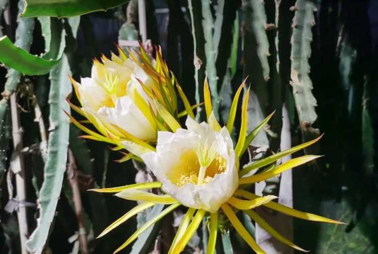 火龍果花苞可以泡水喝嗎