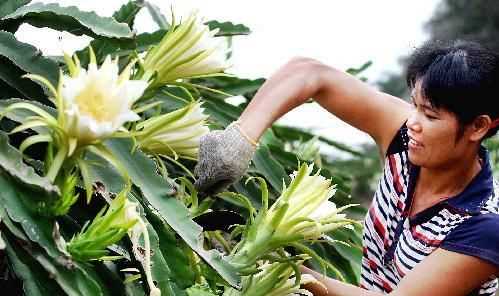 火龍果的花可以吃嗎?有什么作用