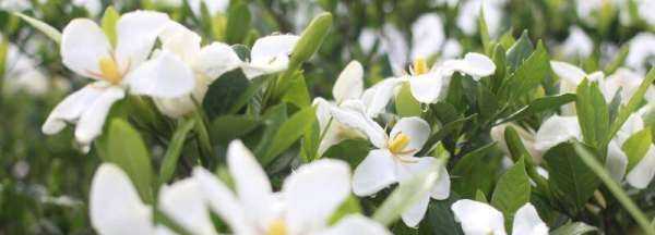 灌木種類(lèi),灌木樹(shù)種類(lèi)有哪些?圖4