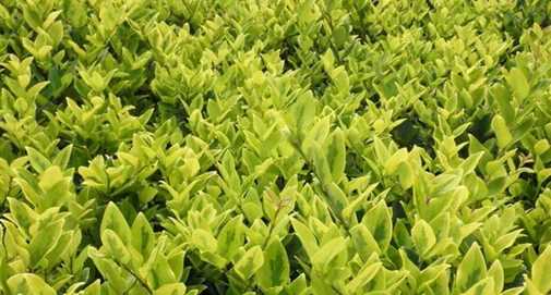 灌木種類(lèi),灌木樹(shù)種類(lèi)有哪些?圖10