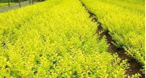 灌木種類(lèi),灌木樹(shù)種類(lèi)有哪些?圖11