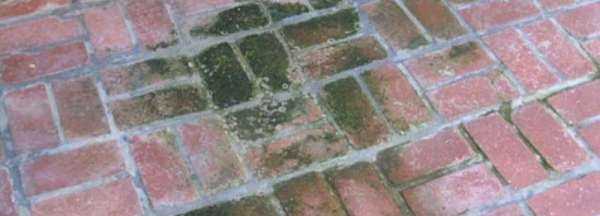 院子里長青苔怎么去除,院子里青苔怎么清除 院子里青苔的解決方法視頻圖3