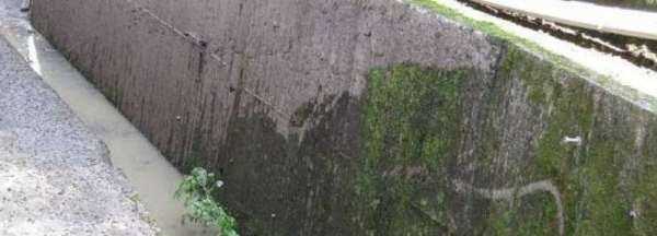 院子里長青苔怎么去除,院子里青苔怎么清除 院子里青苔的解決方法視頻圖4