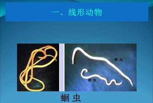 線形動物通常寄生在人的哪個部位