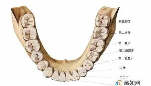牙與齒意思的區(qū)別
