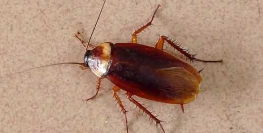 蟑螂多久會餓死，怎么才能切斷家里的水源徹底讓蟑螂餓死？圖2